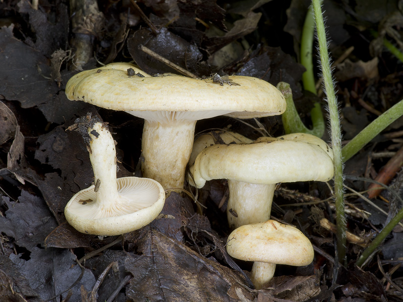 Lactarius aspideus